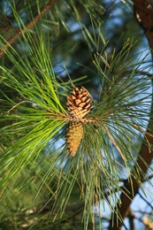 Cones growing on pine branch outdoors, closeup