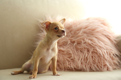Cute Chihuahua puppy on sofa indoors. Baby animal