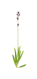 Beautiful fresh lavender flower isolated on white