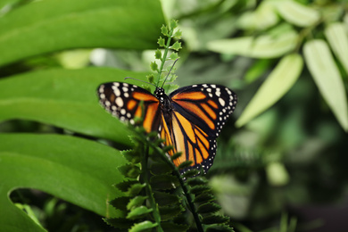Beautiful monarch butterfly on fern leaf in garden