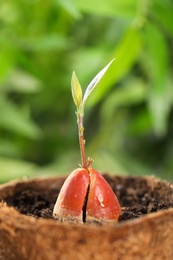 Photo of Avocado pit with sprout in pot on blurred background