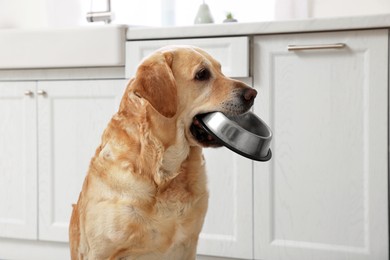 Photo of Cute hungry Labrador Retriever carrying feeding bowl in his mouth indoors