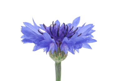 Beautiful light blue cornflower plant isolated on white