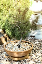 Photo of Beautiful potted Bonsai tree in garden. Landscape design