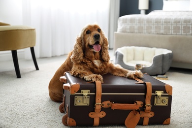 Cute English Cocker Spaniel and suitcase indoors. Pet friendly hotel