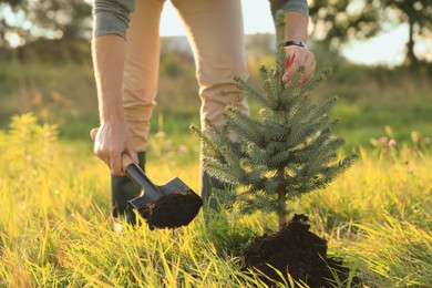 Man planting conifer tree in meadow on sunny day, closeup