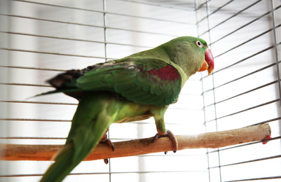 Beautiful Alexandrine Parakeet on branch in cage, low angle view