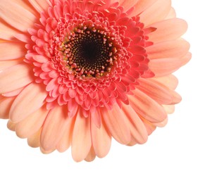 Beautiful pink gerbera flower on white background, closeup