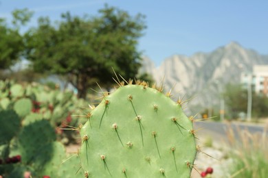 Photo of Beautiful prickly pear cactus growing along road on sunny day