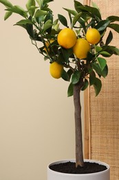 Idea for minimalist interior design. Small potted lemon tree near beige wall indoors