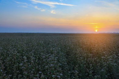 Beautiful view of blossoming buckwheat field at sunset