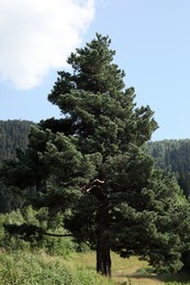 Beautiful spruce tree in forest under light blue sky