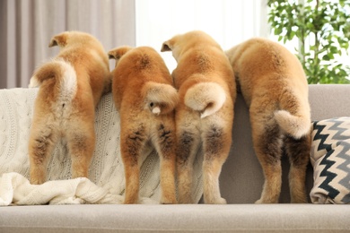 Funny akita inu puppies on sofa in living room