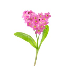 Delicate pink forget me not flowers on white background