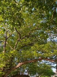 Beautiful trees with green leaves outdoors on sunny day, closeup