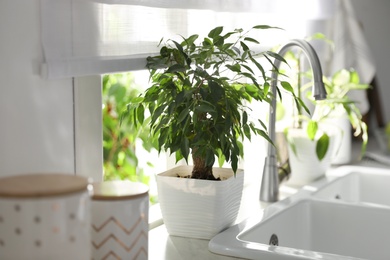 Photo of Beautiful potted plant on window sill in kitchen