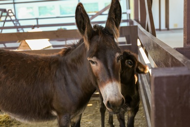 Photo of Cute funny donkeys on farm. Animal husbandry