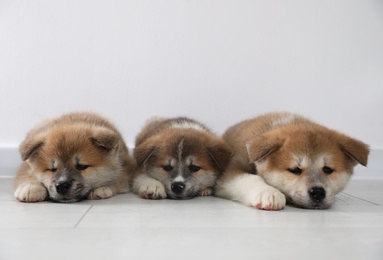 Adorable Akita Inu puppies on floor near light wall. Space for text