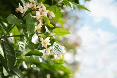 Photo of Beautiful blossoming grapefruit tree outdoors on spring day. Space for text