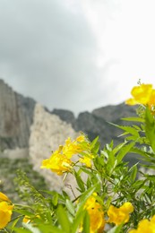 Picturesque landscape with yellow flowers against high mountains under cloudy sky, closeup