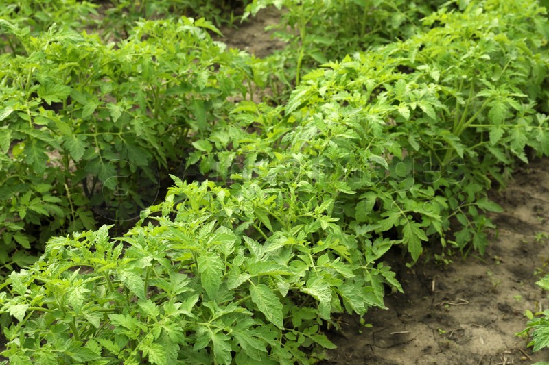 Tomato plants with green leaves growing in garden
