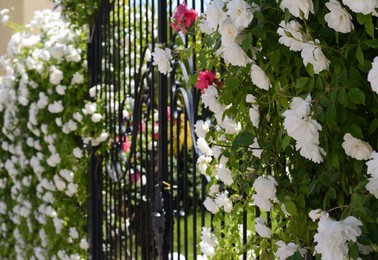 Beautiful blooming rose bush on metal gate outdoors