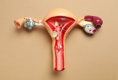 Model of female reproductive system on light brown background, top view. Gynecological care