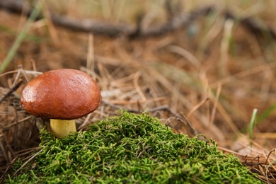 Brown boletus mushroom growing in forest, closeup