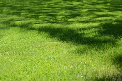 Shadow of tree on bright green grass during sunny day