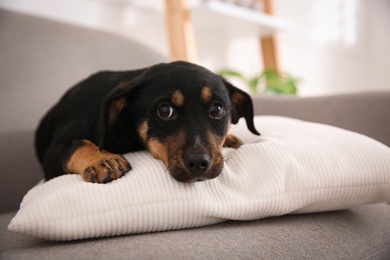 Cute little black puppy on sofa indoors