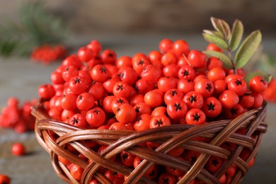 Fresh ripe rowan berries with leaves in wicker bowl, closeup
