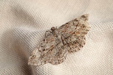 Single Alcis repandata moth on beige cloth, closeup