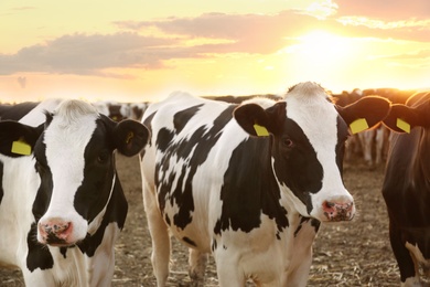 Pretty cows on farm at sunset Animal husbandry