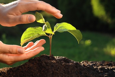 Woman taking care of beautiful green seedling in soil outdoors, closeup. Planting tree