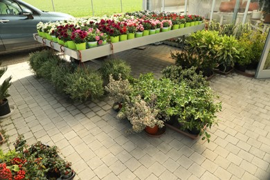 Photo of Many different potted plants near garden center