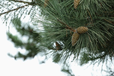 Pine branch with cones outdoors, closeup. Space for text