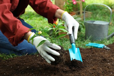 Woman transplanting pepper plant into soil in garden, closeup