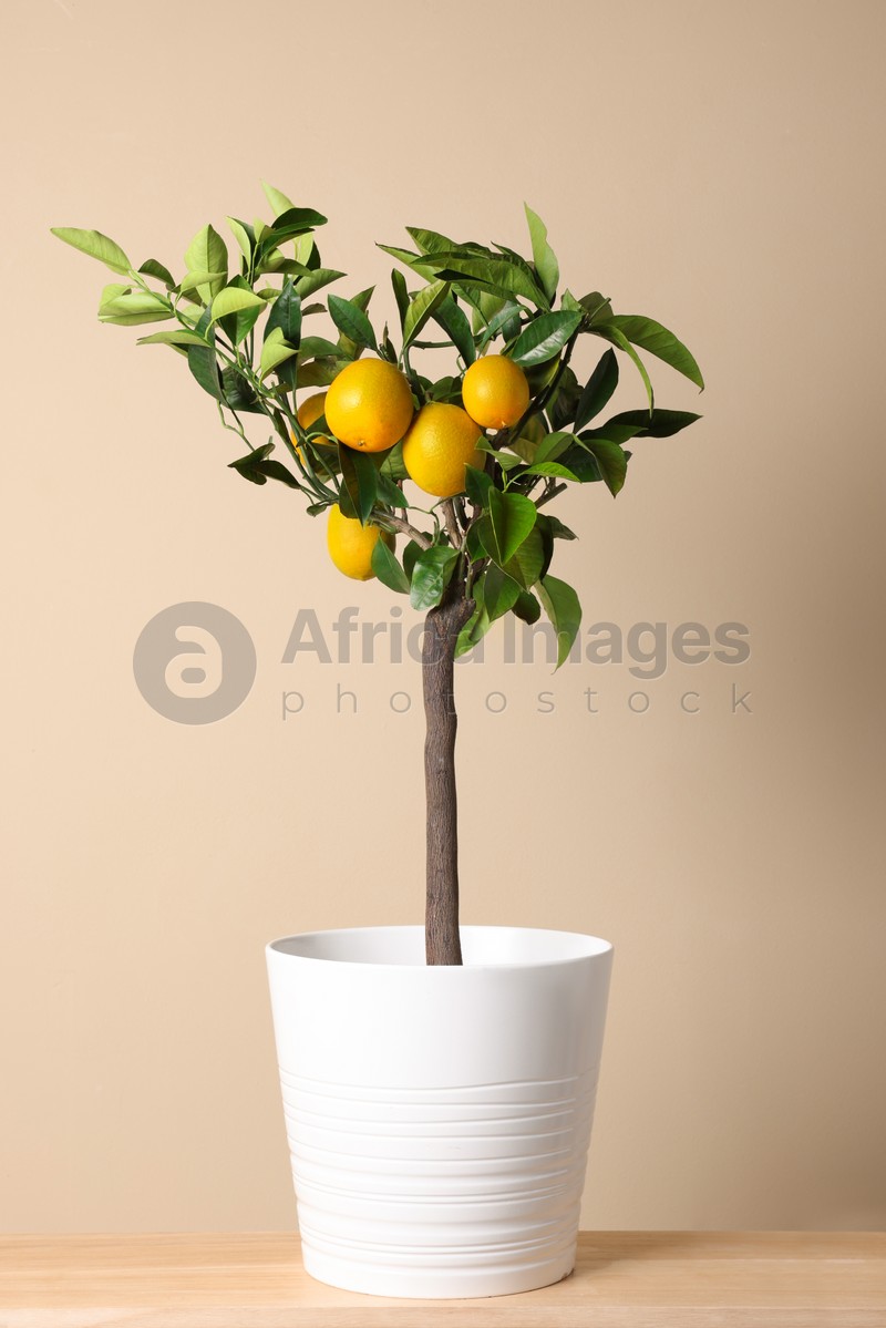 Photo of Idea for minimalist interior design. Small potted lemon tree with fruits on wooden table near beige wall