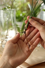 Photo of Woman holding root of house plant on blurred background, closeup