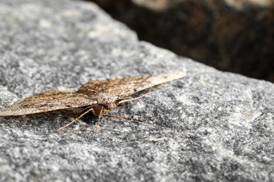 Alcis repandata moth on stone, closeup. Space for text