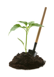 Photo of Pile of soil with green pepper seedling and gardening trowel isolated on white