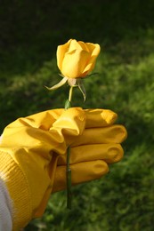 Photo of Woman in gardening glove holding rose outdoors, closeup