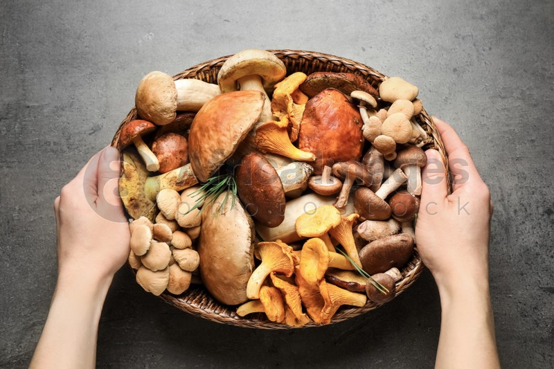 Woman holding wicker bowl with different wild mushrooms at grey table, top view