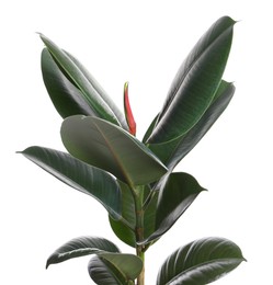 Ficus elastica plant with fresh green leaves on white background