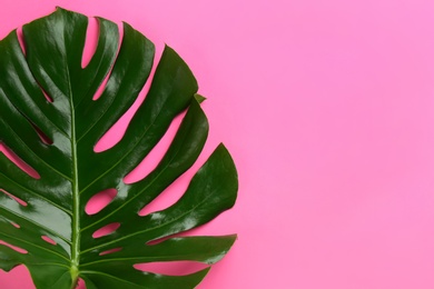Beautiful monstera leaf on pink background, top view with space for text. Tropical plant