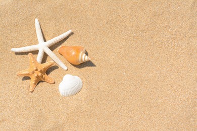 Beautiful starfishes and sea shells on sandy beach, above view. Space for text