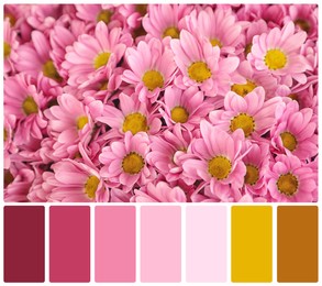 Beautiful fresh flowers and color palette. Collage
