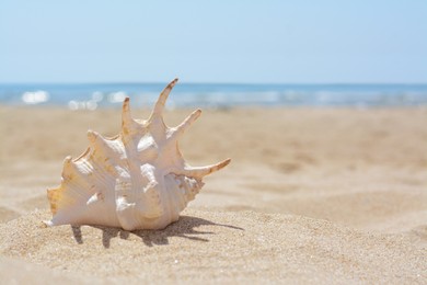 Photo of Sandy beach with beautiful seashell near sea on sunny day, space for text