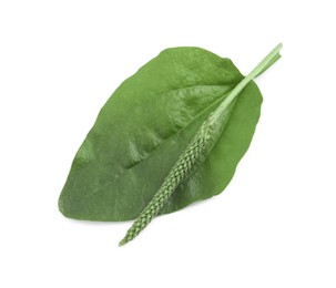 Green broadleaf plantain leaf and seeds on white background