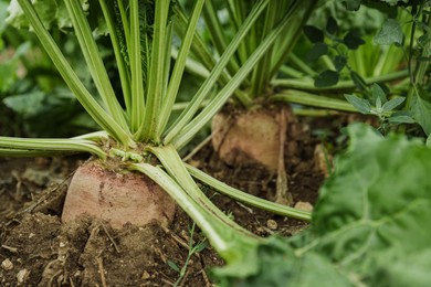 Photo of White beet plants with green leaves growing in soil, closeup